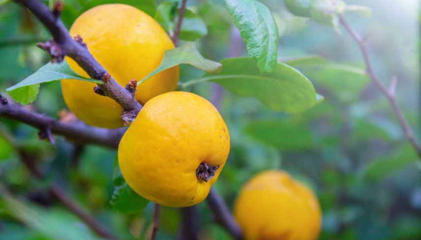 Айва - недооцененный фрукт